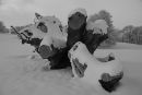 Snow in B+W